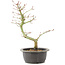 Acer palmatum, 34 cm, ± 8 years old