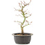 Acer palmatum, 34 cm, ± 8 years old