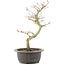 Acer palmatum, 34 cm, ± 8 years old