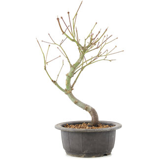 Acer palmatum, 33 cm, ± 8 jaar oud