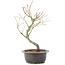 Acer palmatum, 33 cm, ± 8 Jahre alt