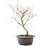 Acer palmatum, 33 cm, ± 8 Jahre alt