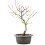 Acer palmatum, 33 cm, ± 8 years old