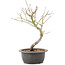 Acer palmatum, 33 cm, ± 8 Jahre alt