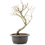 Acer palmatum, 33 cm, ± 8 anni