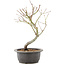 Acer palmatum, 33 cm, ± 8 jaar oud