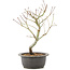 Acer palmatum, 33 cm, ± 8 years old