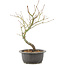 Acer palmatum, 33 cm, ± 8 Jahre alt