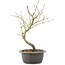 Acer palmatum, 33 cm, ± 8 years old