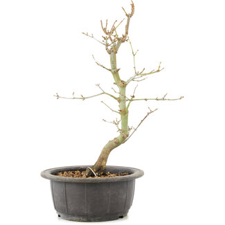 Acer palmatum, 32 cm, ± 8 years old
