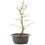 Acer palmatum, 32 cm, ± 8 years old