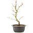 Acer palmatum, 32 cm, ± 8 years old