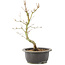 Acer palmatum, 32 cm, ± 8 Jahre alt