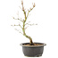 Acer palmatum, 32 cm, ± 8 years old