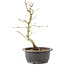 Acer palmatum, 32 cm, ± 8 years old