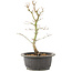 Acer palmatum, 32 cm, ± 8 years old