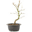 Acer palmatum, 32 cm, ± 8 Jahre alt
