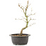 Acer palmatum, 32 cm, ± 8 years old