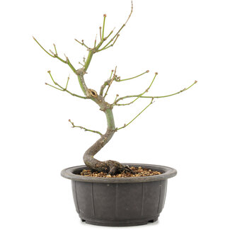 Acer palmatum, 26 cm, ± 8 Jahre alt