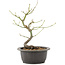 Acer palmatum, 26 cm, ± 8 years old