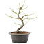 Acer palmatum, 26 cm, ± 8 years old