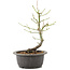 Acer palmatum, 26 cm, ± 8 anni