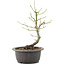 Acer palmatum, 26 cm, ± 8 years old