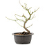 Acer palmatum, 26 cm, ± 8 years old