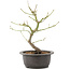 Acer palmatum, 26 cm, ± 8 years old