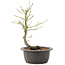 Acer palmatum, 26 cm, ± 8 Jahre alt