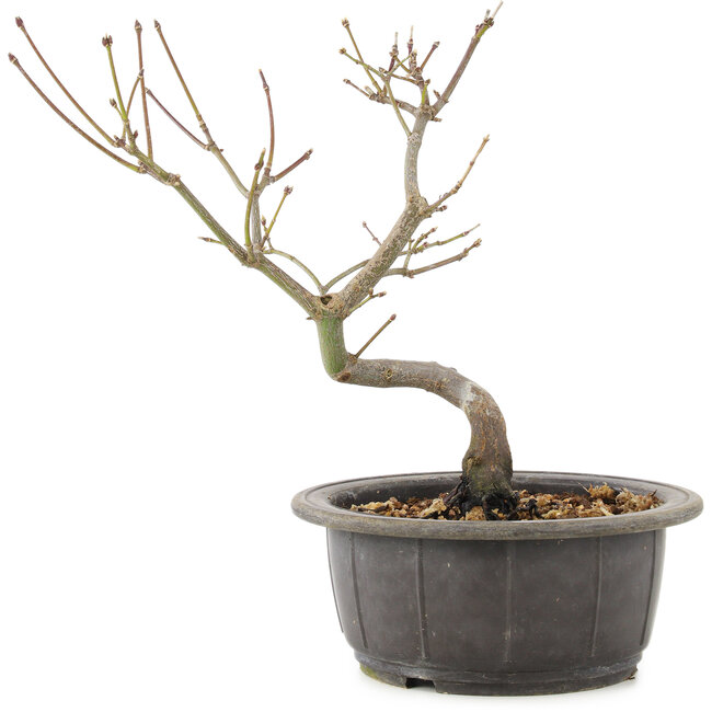 Acer palmatum, 25 cm, ± 8 Jahre alt