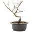 Acer palmatum, 25 cm, ± 8 years old