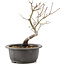 Acer palmatum, 25 cm, ± 8 years old