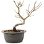 Acer palmatum, 25 cm, ± 8 years old