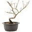Acer palmatum, 25 cm, ± 8 Jahre alt