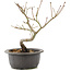 Acer palmatum, 25 cm, ± 8 years old