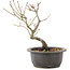 Acer palmatum, 25 cm, ± 8 Jahre alt