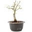 Acer palmatum, 20 cm, ± 8 years old