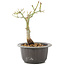 Acer palmatum, 20 cm, ± 8 years old