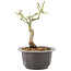 Acer palmatum, 20 cm, ± 8 years old