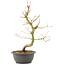 Acer palmatum, 40 cm, ± 8 years old
