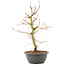 Acer palmatum, 40 cm, ± 8 years old