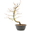 Acer palmatum, 40 cm, ± 8 Jahre alt