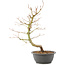 Acer palmatum, 40 cm, ± 8 years old