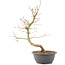 Acer palmatum, 40 cm, ± 8 years old