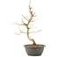 Acer palmatum, 40 cm, ± 8 Jahre alt