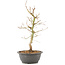 Acer palmatum, 40 cm, ± 8 years old