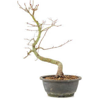 Acer palmatum, 37 cm, ± 8 Jahre alt