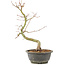 Acer palmatum, 37 cm, ± 8 years old