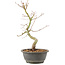 Acer palmatum, 37 cm, ± 8 Jahre alt